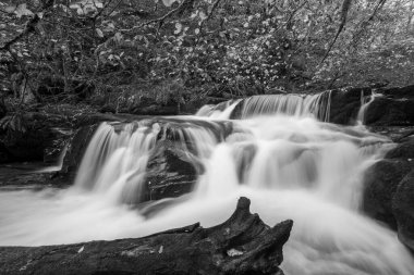 Watersmmet, Exmoor Ulusal Parkı 'ndaki Hoar Oak Nehri' ndeki bir şelalenin siyah ve beyaz fotoğrafı. 