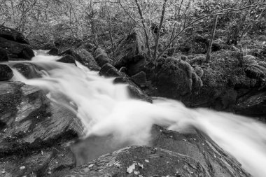 Watersmmet, Exmoor Ulusal Parkı 'ndaki Hoar Oak Nehri' ndeki bir şelalenin siyah ve beyaz fotoğrafı. 