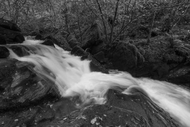 Watersmmet, Exmoor Ulusal Parkı 'ndaki Hoar Oak Nehri' ndeki bir şelalenin siyah ve beyaz fotoğrafı. 