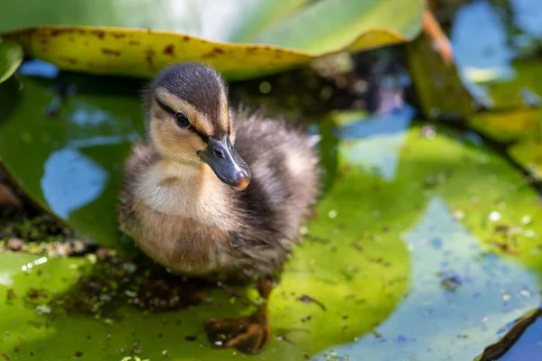 Στενό Ujp Από Ένα Παπάκι Mallard Anas Platyrhnchos Που Στέκεται — Φωτογραφία Αρχείου