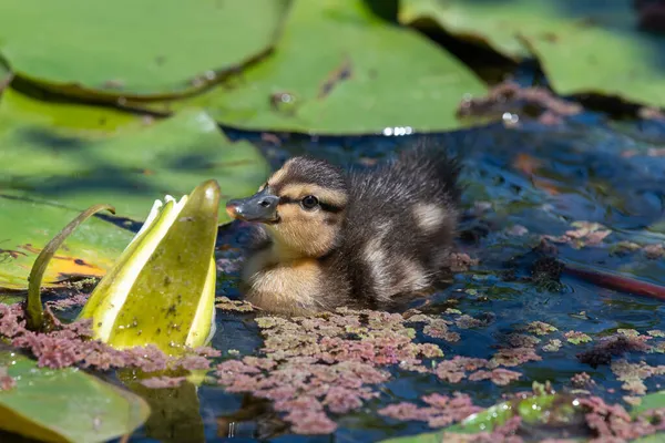 Proche Ujp Canard Colvert Anas Platyrhnchos Nageant Dans Eau — Photo