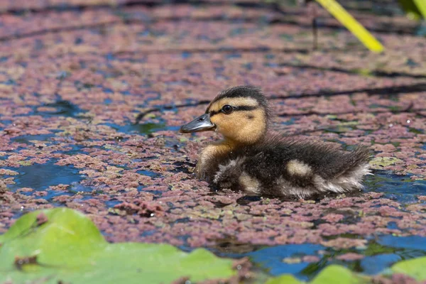 Close Ujp Mallard Duckling Anas Platyrhnchos Swimming Water — стоковое фото