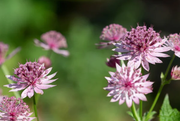 Zbliżenie Różowy Astrantia Głównych Kwiatów Rozkwicie — Zdjęcie stockowe