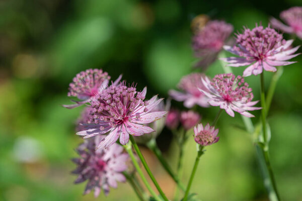 Закрыть розовые крупные цветки астанции в цветение