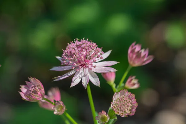 Zbliżenie Różowy Astrantia Głównych Kwiatów Rozkwicie — Zdjęcie stockowe