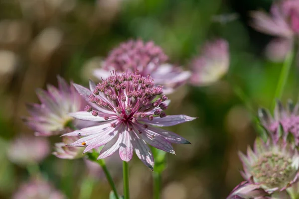 Zbliżenie Różowy Astrantia Głównych Kwiatów Rozkwicie — Zdjęcie stockowe