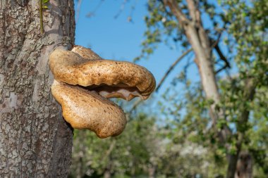 Eski bir elma ağacında yetişen mantarları kapat