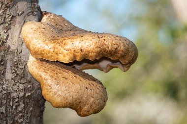 Eski bir elma ağacında yetişen mantarları kapat