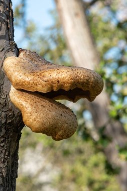 Eski bir elma ağacında yetişen mantarları kapat