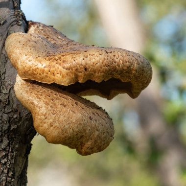 Eski bir elma ağacında yetişen mantarları kapat