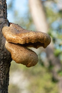 Eski bir elma ağacında yetişen mantarları kapat