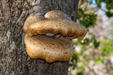 Eski bir elma ağacında yetişen mantarları kapat