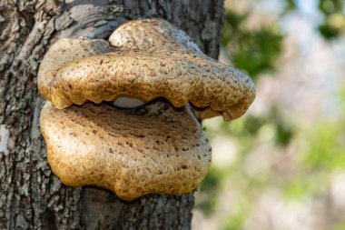 Eski bir elma ağacında yetişen mantarları kapat