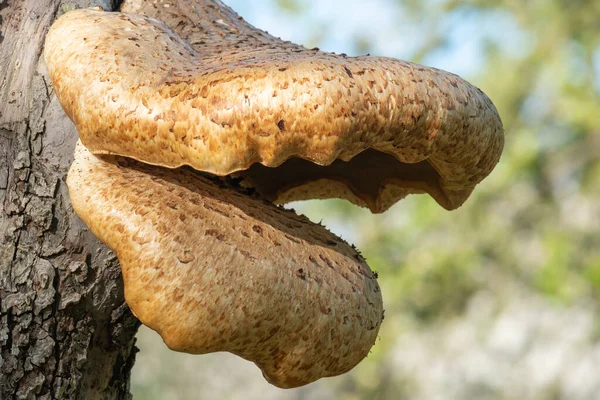 Primer Plano Los Hongos Que Crecen Manzano Viejo —  Fotos de Stock