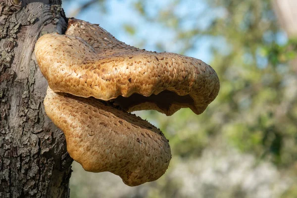 Eski bir elma ağacında yetişen mantarları kapat