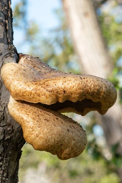 Primer Plano Los Hongos Que Crecen Manzano Viejo —  Fotos de Stock