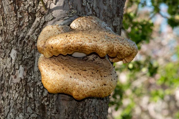 Eski bir elma ağacında yetişen mantarları kapat