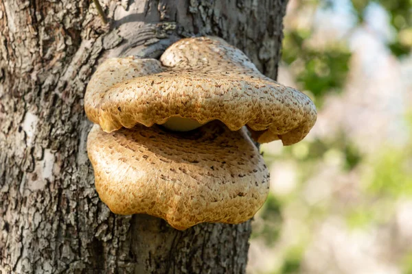 Eski bir elma ağacında yetişen mantarları kapat