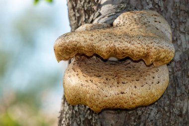 Eski bir elma ağacında yetişen mantarları kapat