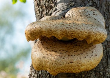 Eski bir elma ağacında yetişen mantarları kapat