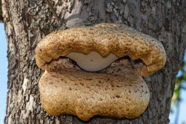 Eski bir elma ağacında yetişen mantarları kapat