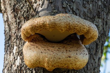 Eski bir elma ağacında yetişen mantarları kapat