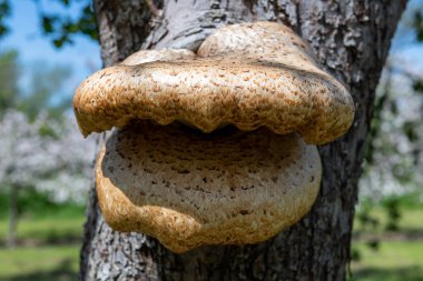 Eski bir elma ağacında yetişen mantarları kapat