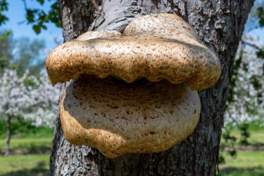 Eski bir elma ağacında yetişen mantarları kapat