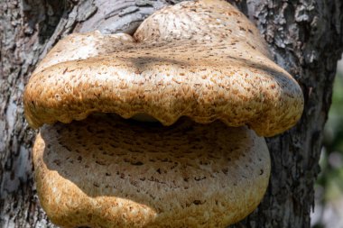Eski bir elma ağacında yetişen mantarları kapat