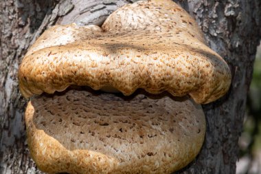 Eski bir elma ağacında yetişen mantarları kapat