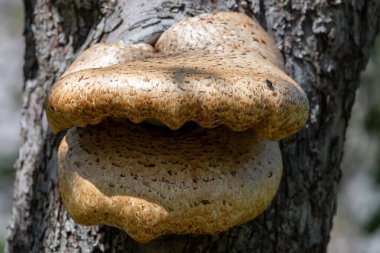 Eski bir elma ağacında yetişen mantarları kapat