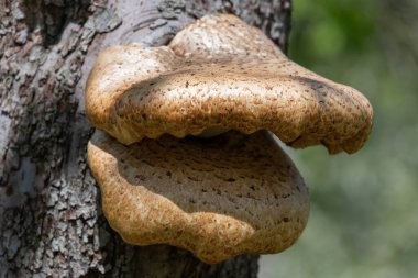 Eski bir elma ağacında yetişen mantarları kapat
