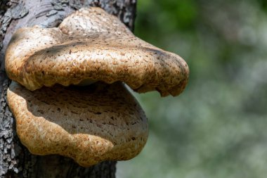 Eski bir elma ağacında yetişen mantarları kapat