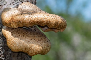 Eski bir elma ağacında yetişen mantarları kapat