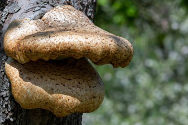Eski bir elma ağacında yetişen mantarları kapat