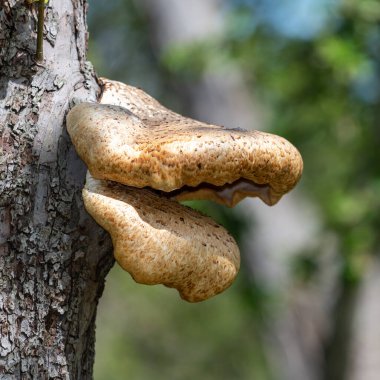Eski bir elma ağacında yetişen mantarları kapat