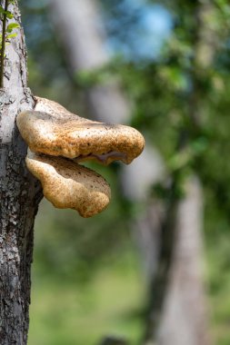 Eski bir elma ağacında yetişen mantarları kapat