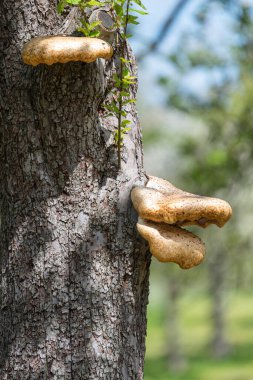 Eski bir elma ağacında yetişen mantarları kapat