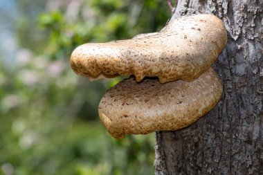 Eski bir elma ağacında yetişen mantarları kapat