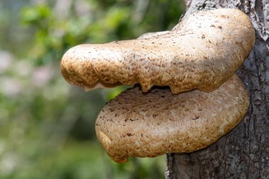 Eski bir elma ağacında yetişen mantarları kapat