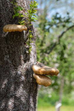 Eski bir elma ağacında yetişen mantarları kapat