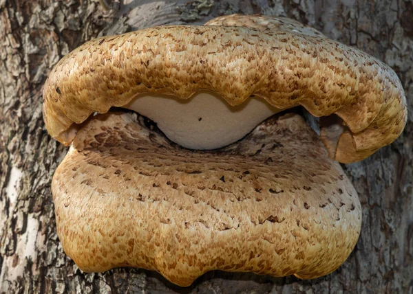 Nahaufnahme Von Brackepilzen Die Auf Einem Alten Apfelbaum Wachsen — Stockfoto