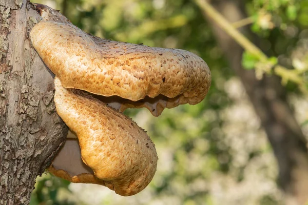 Eski bir elma ağacında yetişen mantarları kapat