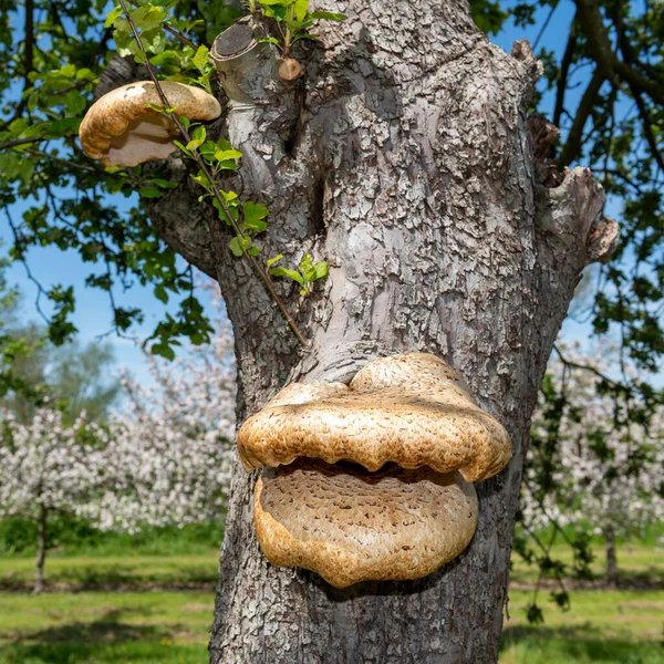 Fungi Apple Tree — Stock Photo, Image