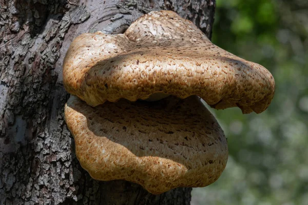 Close Fungos Braquetes Crescendo Uma Árvore Maçã Velha — Fotografia de Stock