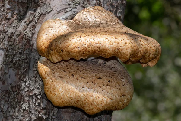 Närbild Parentesvampar Som Växer Ett Gammalt Äppelträd — Stockfoto