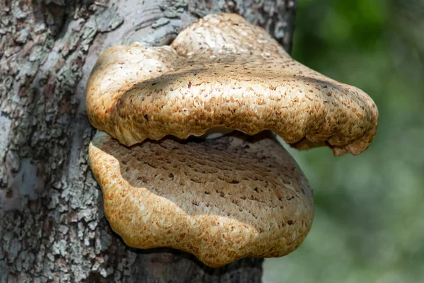 Närbild Parentesvampar Som Växer Ett Gammalt Äppelträd — Stockfoto