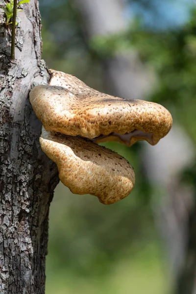 Gros Plan Des Champignons Des Consoles Poussant Sur Vieux Pommier — Photo