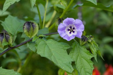 Çiçek açmış bir Peru elmasına (nicandra physalodes) yaklaş
