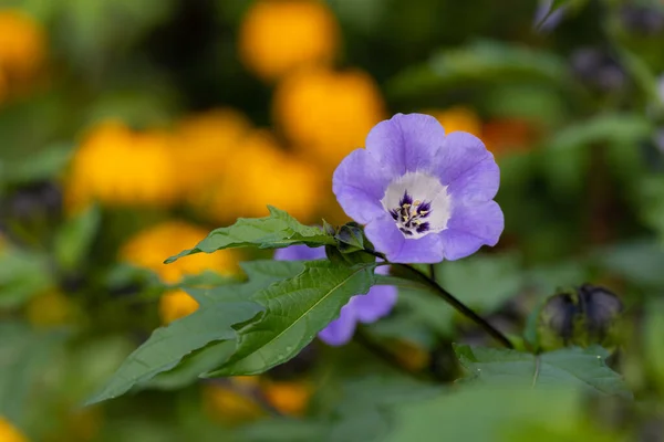 Nahaufnahme Einer Blühenden Blume Aus Peru Nicandra Physalodes — Stockfoto